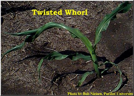 Twisted corn plant