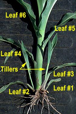 tillers on normal plant