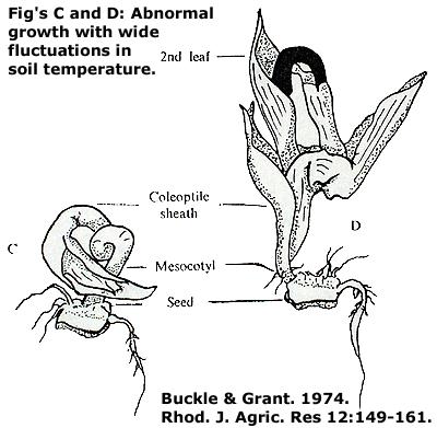 Abnormal mesocotyl elongation