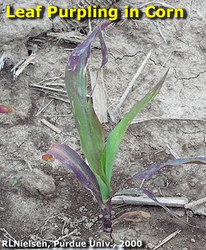 Leaf purpling in corn