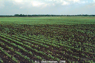 Uneven stand of corn