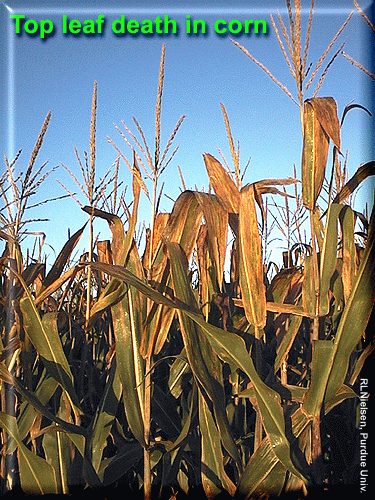 Top leaf death in corn