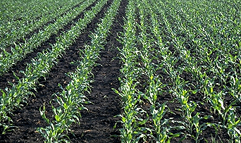 30-inch rows versus 15-inch rows