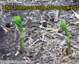 Corn regrowth 7/18/01