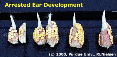 Arrested ear development