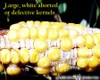 Closeup of aborted kernels