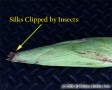 Severe silk clipping