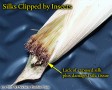 severe silk clipping