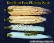 Ears from 4 plantings