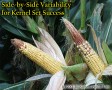 Plant to plant variability for kernel set