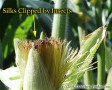 Ear with silks completely absent due to insect feeding