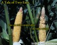 Plant to plant variability for kernel set success