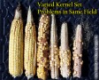 Variability for kernel set within same field