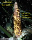 Scattered kernel set