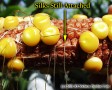 Silks still attached to unpollinated ovules