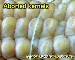 Aborted kernels