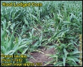 Root lodged corn