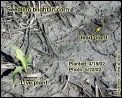 Seedling blight in corn