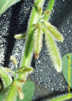 Soybean pods