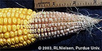 Tip fill problem in corn