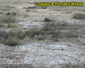 Ponded wheat field