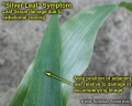 Silver leaf symptom