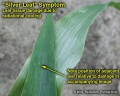 Silver leaf symptom