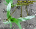 Silver leaf symptom