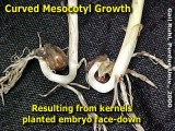 Kernels planted face down