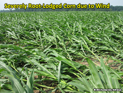 Root lodged corn