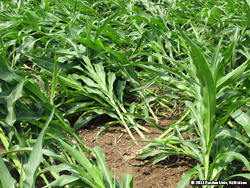 Root-lodged corn