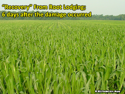 Recovery of root lodged corn
