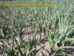 Drought stressed corn