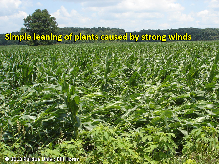Plants leaned over by wind