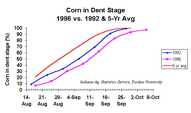 Corn in dent stage