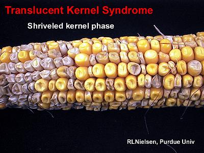 Shriveled kernels