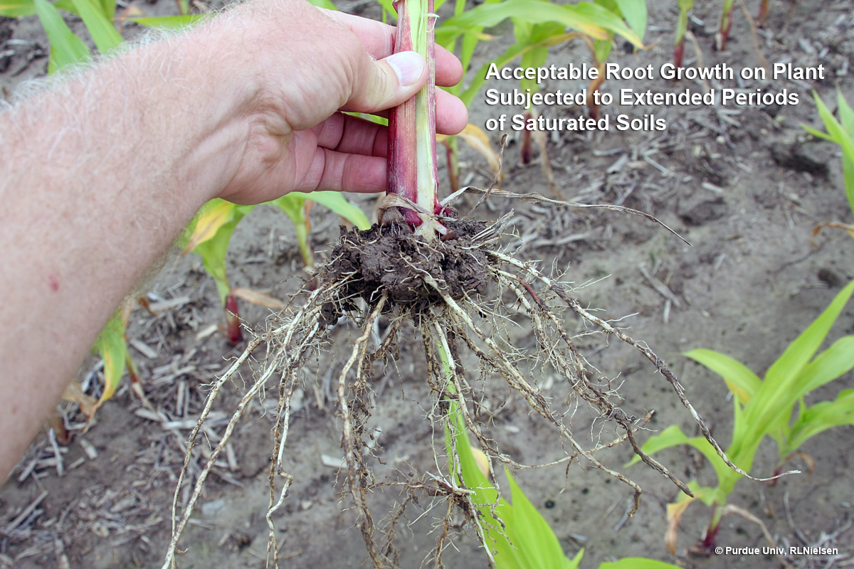 Acceptable root recovery