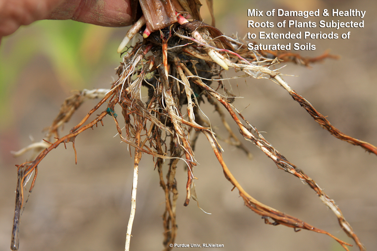Damaged roots
