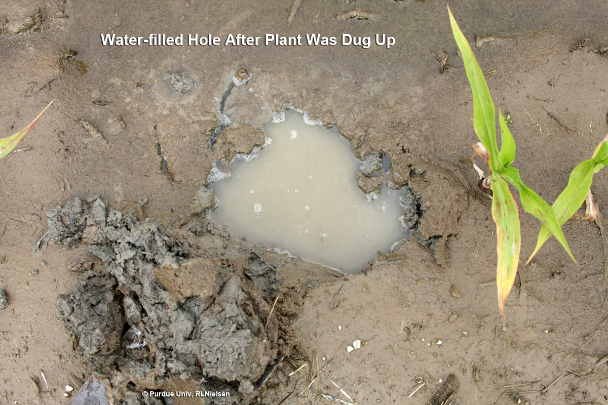 Waterlogged soil