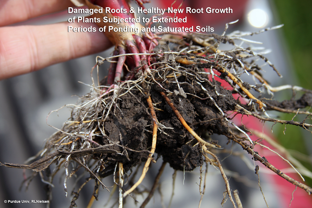 Severely damaged roots