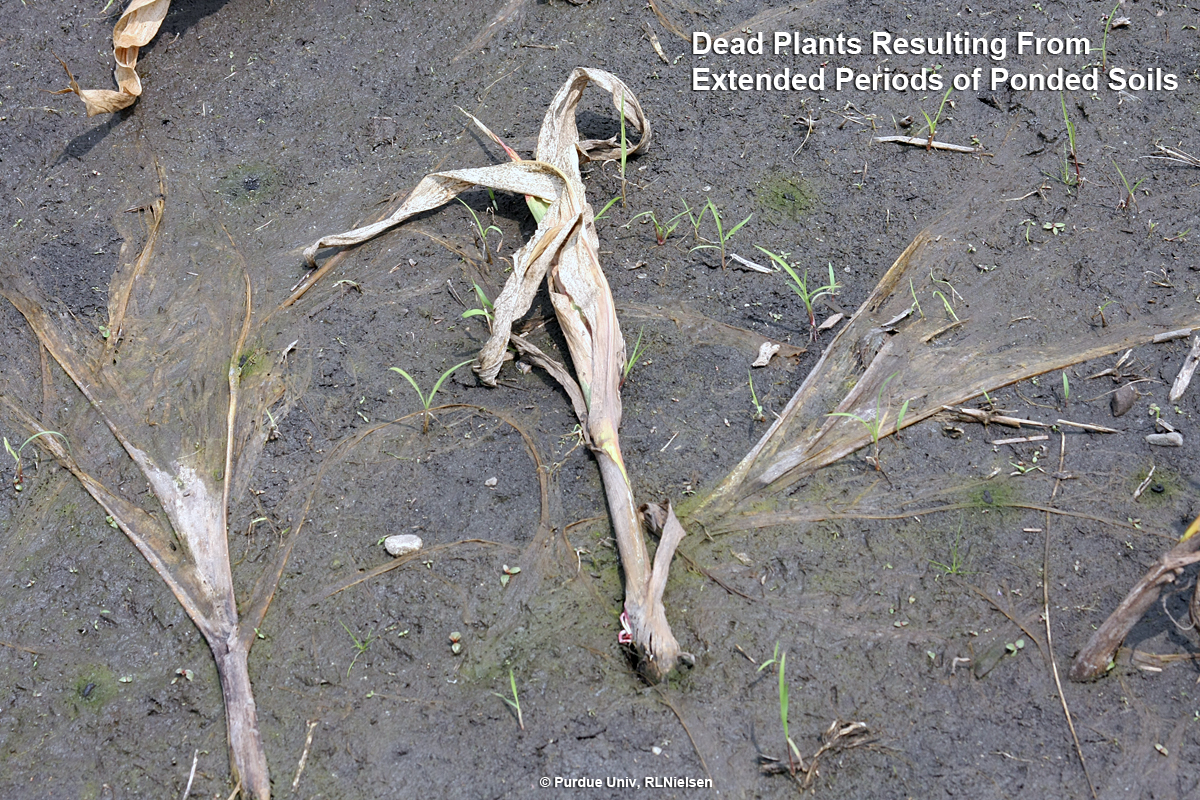 Dead plants