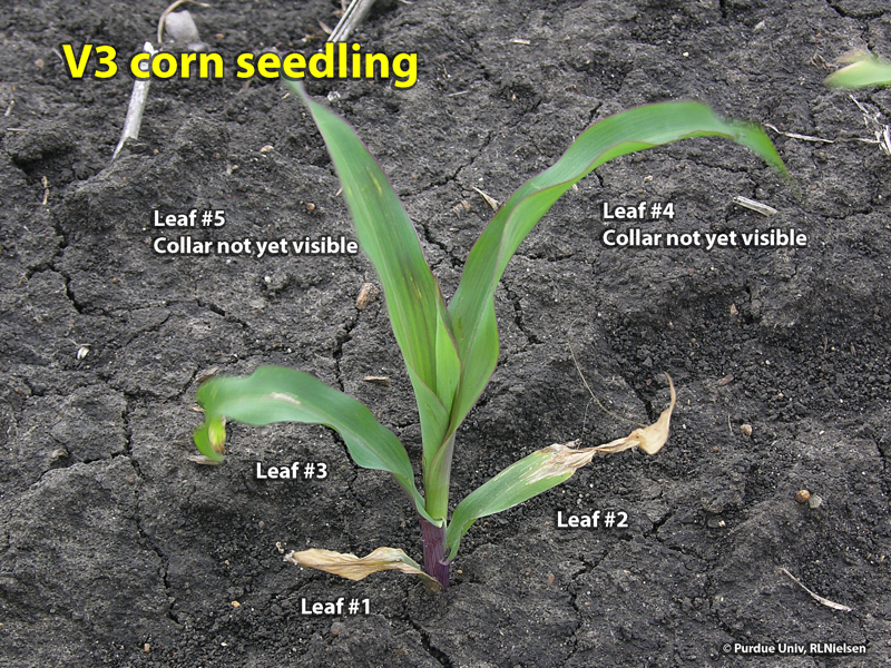 V3 corn seedling with lower leaves damaged by frost