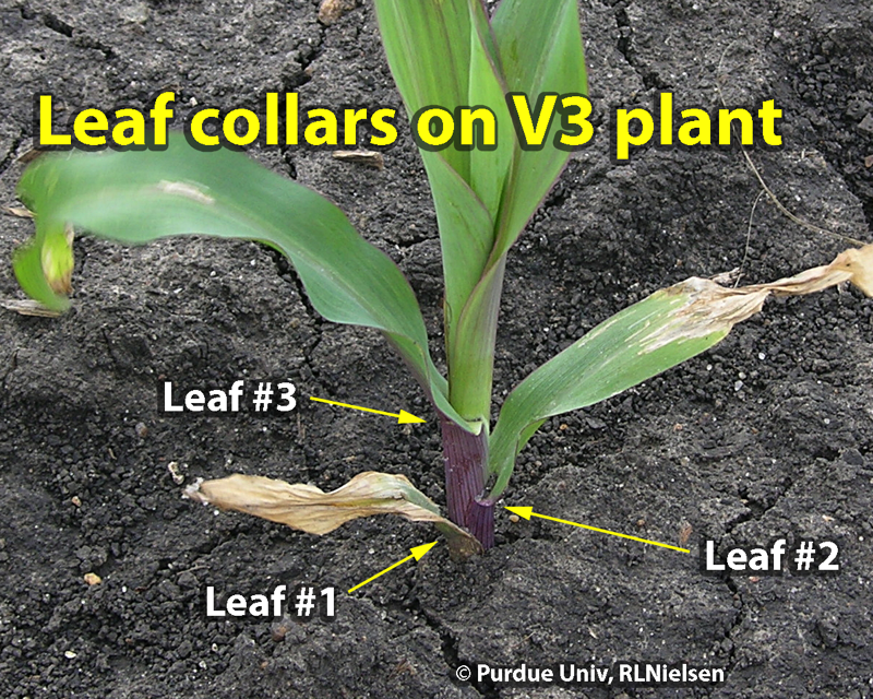 Closer view of leaf collars of damaged V3 seedling