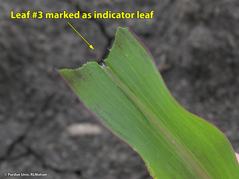 Leaf #3 marked by simply ripping off upper third of leaf