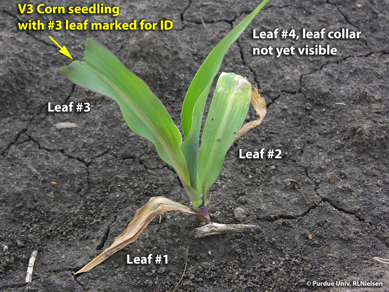 V3 corn seedling with #3 leaf marked as an indicator leaf for subsequent leaf staging