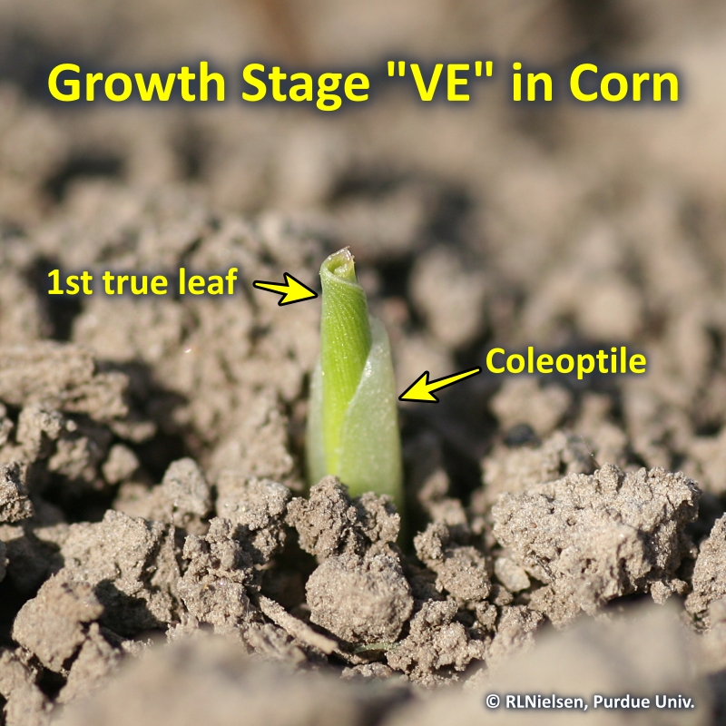 Corn emergence