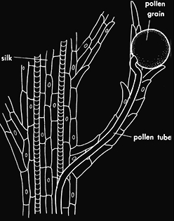 Pollen grain germination