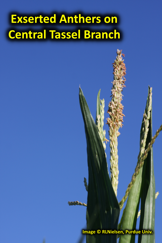 Anthers