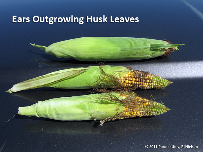 All About Natural Corn Husk