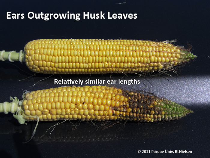 Short Husks & Exposed Ears (Purdue University)